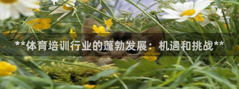 富联是什么平台：**体育培训行业的蓬勃发展：机遇和挑